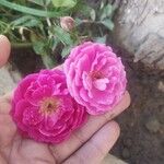 Rosa × damascena Žiedas