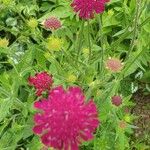 Knautia macedonicaŽiedas