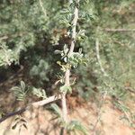 Vachellia tortilis Leaf