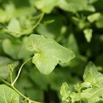 Maurandya barclayana Hoja