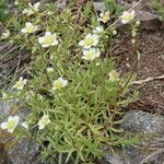 Saxifraga aspera Leaf