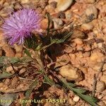 Klasea pinnatifida Habit