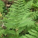 Dryopteris marginalis ഇല