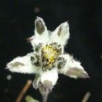 Leontopodium jacotianum