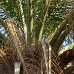 Elaeis guineensis Leaf