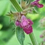 Stachys sylvatica Blomst