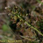 Teesdalia coronopifolia Fruto