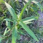 Persicaria hydropiper Hoja