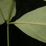 Bunchosia nitida Лист