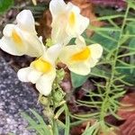 Linaria vulgaris花