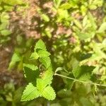 Eupatorium rotundifolium Leaf