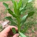 Helenium microcephalum Hoja