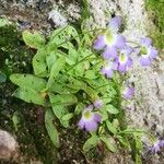 Pinguicula hirtiflora Flower