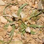 Asphodelus acaulis 形態