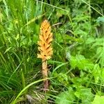 Orobanche flava Flor