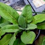 Hesperis matronalis Leaf