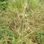 Themeda quadrivalvis Flors