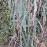 Hakea laurina Feuille