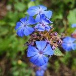 Ceratostigma willmottianum Λουλούδι