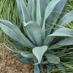 Agave shaferi Листок