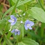 Veronica beccabunga (Flower)