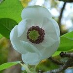 Magnolia sieboldii Цвят