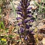 Orobanche lavandulacea Blodyn