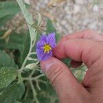 Solanum elaeagnifolium Квітка