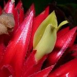 Aechmea magdalenae Fleur