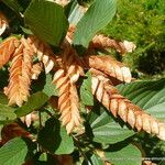 Flemingia strobilifera Fruit