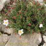 Helianthemum almeriense Habit