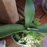 Agave salmiana葉