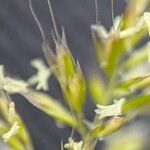 Trisetum paniceum 花