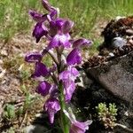 Anacamptis morioFlower