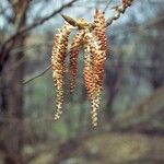 Pinus virginiana Fruit