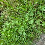 Hydrocotyle sibthorpioidesLeaf