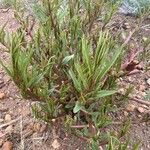Oenothera stricta Blatt