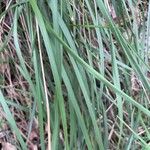 Eragrostis curvula Leaf