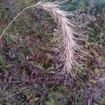 Elymus canadensisHedelmä