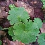 Geranium rotundifolium 葉