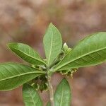 Voacanga africana Blad