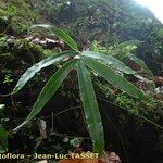 Pteris cretica Blatt
