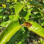 Harungana madagascariensis Hoja