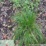 Carex paniculata Fulla