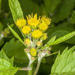 Jacobaea alpina Flower