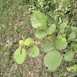 Rubus ellipticus Leaf