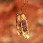 Pericopsis elata Frutto