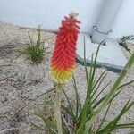 Kniphofia × praecox Flower