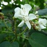 Dombeya acutangula ফুল