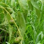 Tovaria pendula Celota